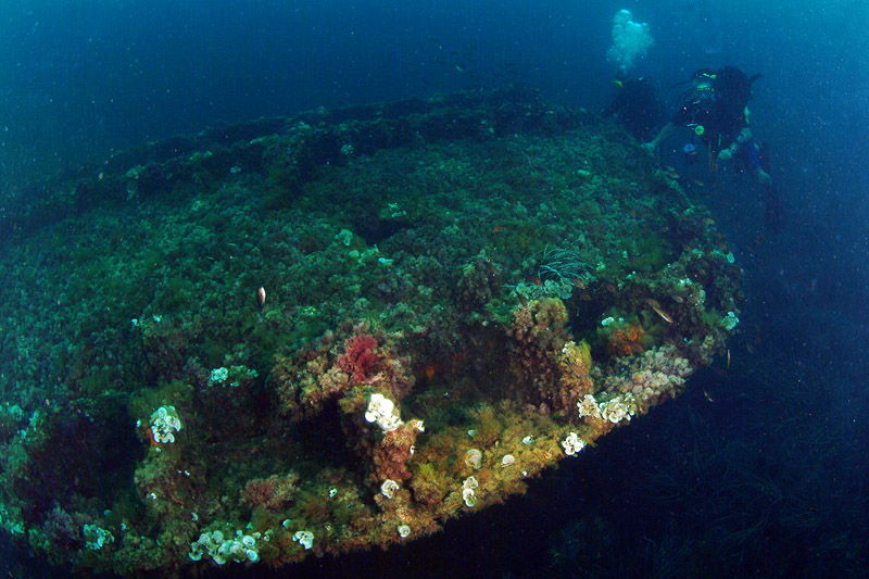 Aplysina sp